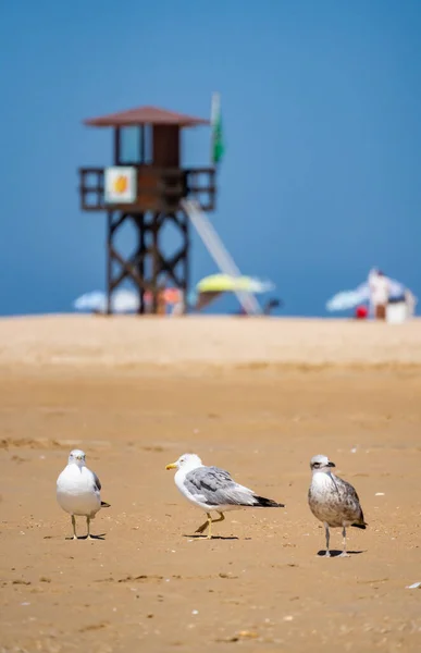 Seagulls Sandy Beach Coast — Stock Photo, Image