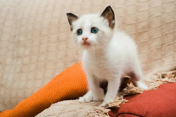 Милый Белый Котёнок Диване — стоковое фото