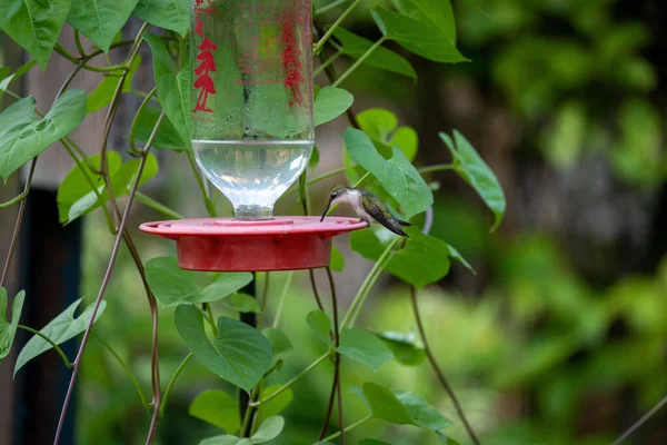 Een Kleine Vogel Zittend Het Plastic Voorwerp Met Wazige Achtergrond — Stockfoto