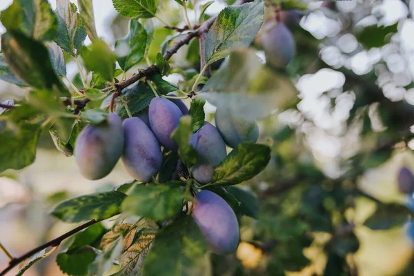 Ένα Κοντινό Πλάνο Λαχταριστά Δαμάσκηνα Ένα Δέντρο — Φωτογραφία Αρχείου