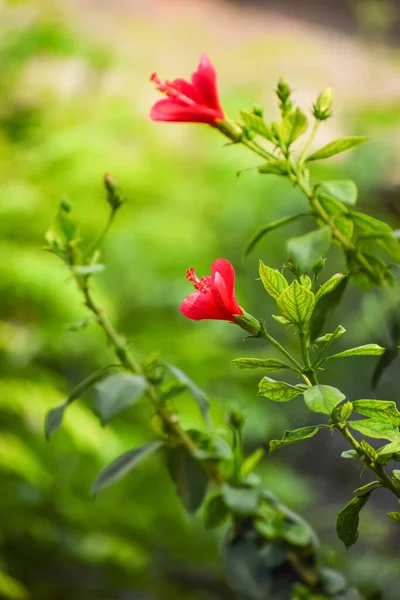 Vertikal Närbild Skott Blommande Rosa Blommor — Stockfoto