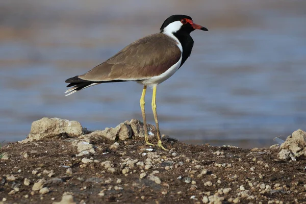 Een Close Shot Van Een Rood Wattled Kievit Neergestreken Een — Stockfoto