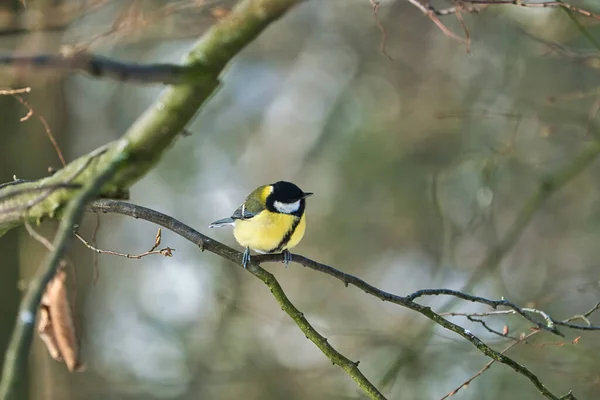 One Greathungry Great Tit Winter Tit Tree Cold Sunny Winter — 스톡 사진