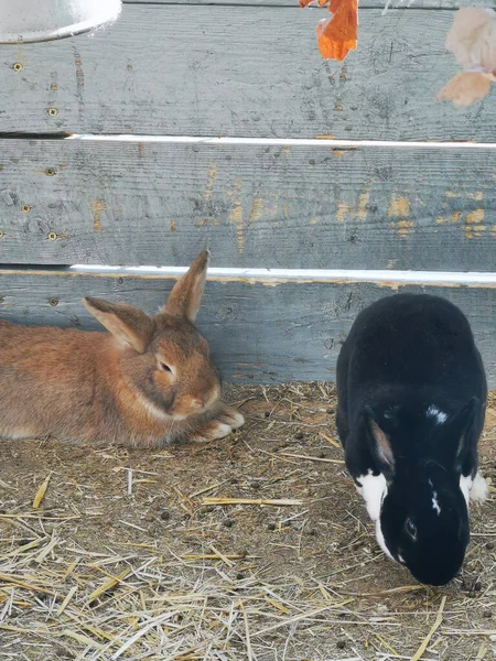 阳光灿烂的日子里 农场里一只褐色和黑色兔子的垂直镜头 — 图库照片