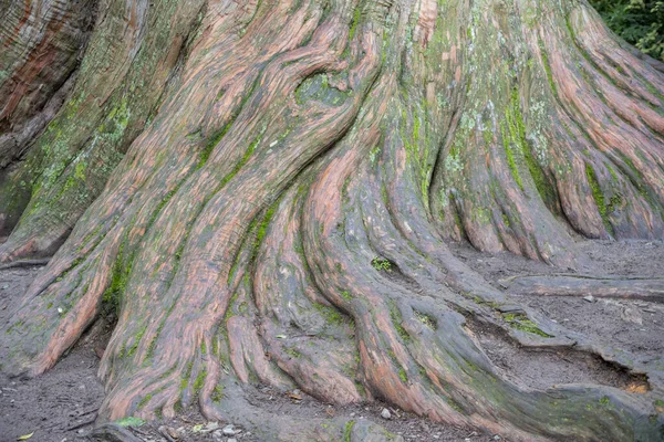 Árvore Totara Gigante Peel Forest Canterbury Nova Zelândia Com Trilhas — Fotografia de Stock