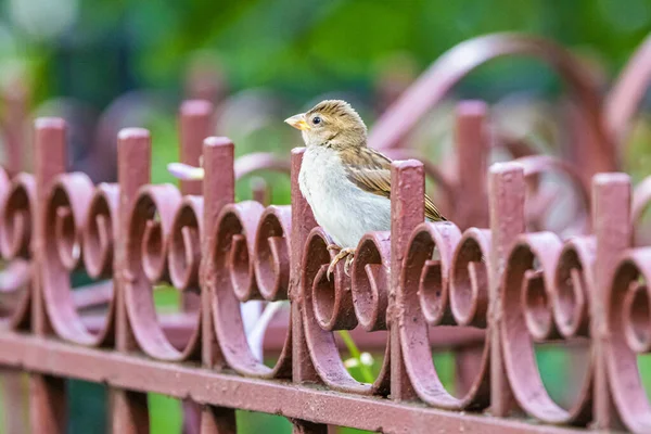 Nahaufnahme Eines Braunen Vogels Der Auf Einem Roten Tor Einem — Stockfoto