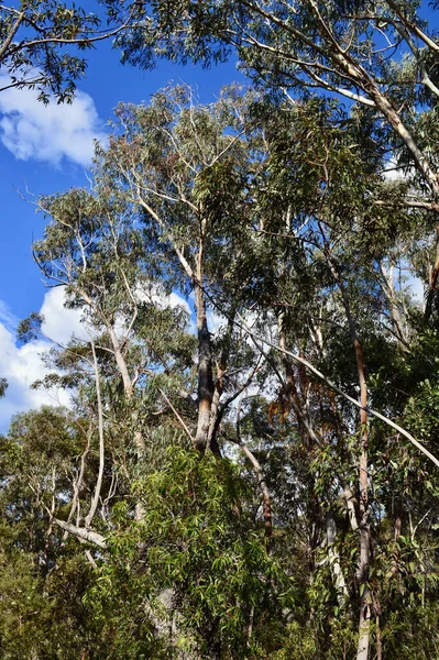 Över Eukalyptus Träd Skogen Vid Lawson Blå Bergen Australien — Stockfoto