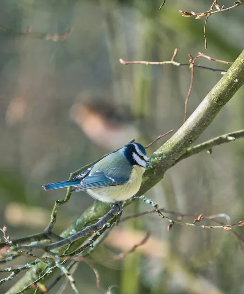 One Blue Tit Tree Winter Cold Sunny Day People — Stok fotoğraf
