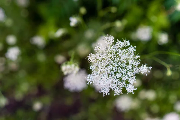 Delikat Vita Blommor Vild Morot Suddig Bakgrund — Stockfoto