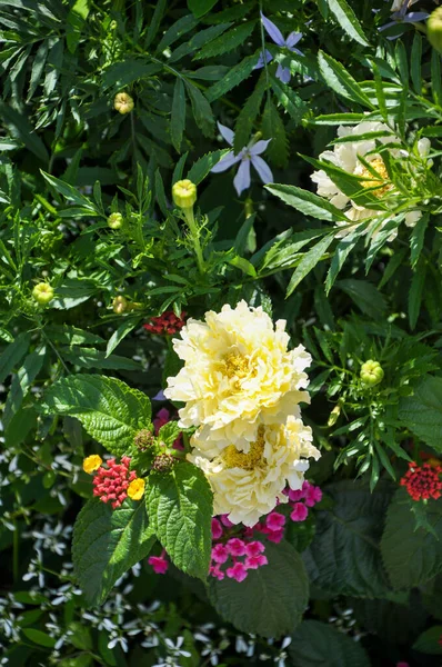 Eine Vertikale Aufnahme Heller Blumen — Stockfoto