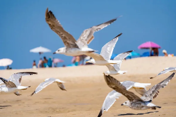 Beautiful View Seagulls Flying Sandy Beach Coast — Stock Photo, Image