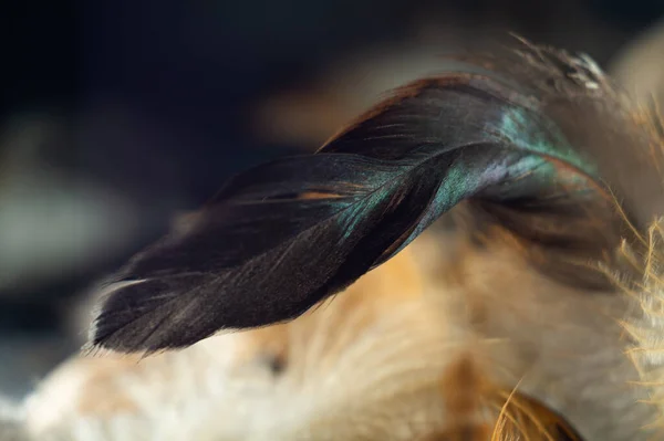 Closeup Shot Green Feather — Stock Photo, Image