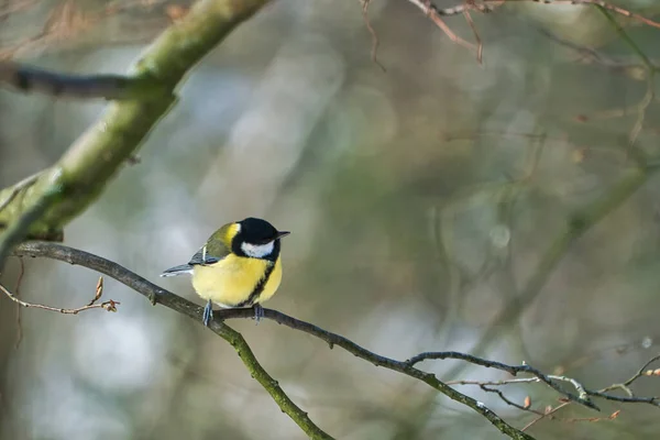 One Greathungry Great Tit Winter Tit Tree Cold Sunny Winter — Stok fotoğraf