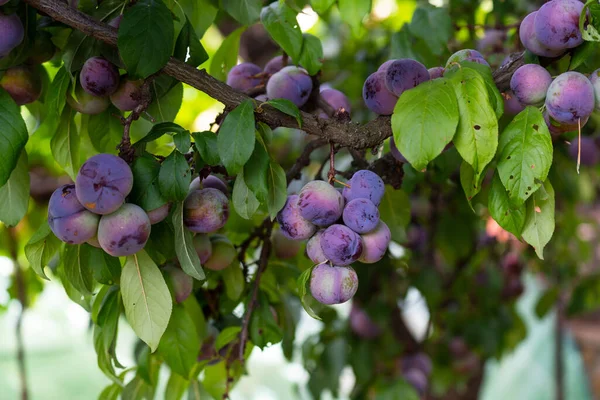 Eine Nahaufnahme Von Wachsenden Pflaumen Auf Den Bäumen Grünen — Stockfoto