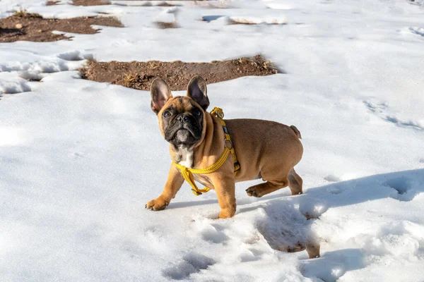 Adorable Bulldog Francés Marrón Con Arnés Paseando Por Suelo Nevado —  Fotos de Stock