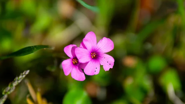 Soft Focus Beautiful Pink Sorrel Flowers Meadow Spring — Stock Photo, Image