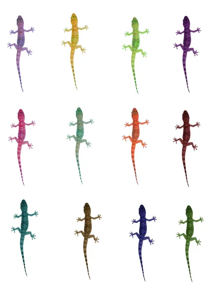 Plan Vertical Lézards Colorés Sur Fond Blanc — Photo