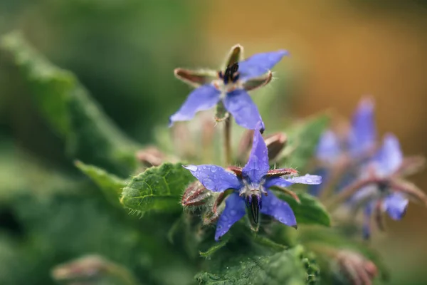 Selective Focus Shot Borage Flowers Growing Garden — Stock Photo, Image