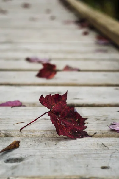 Suchý Červený Podzimní List Spadl Dřevěný Most — Stock fotografie
