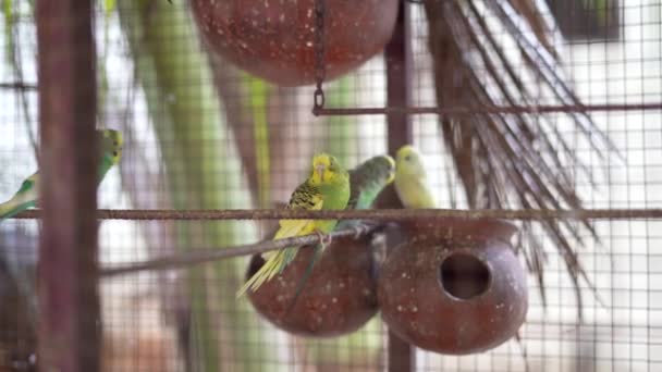 Nahaufnahme Eines Papageis Der Einem Käfig Mit Netz Sitzt — Stockvideo