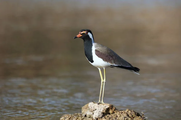 Closeup Shot Red Wattled Lapwing Perched Rock Lake — Stock Photo, Image