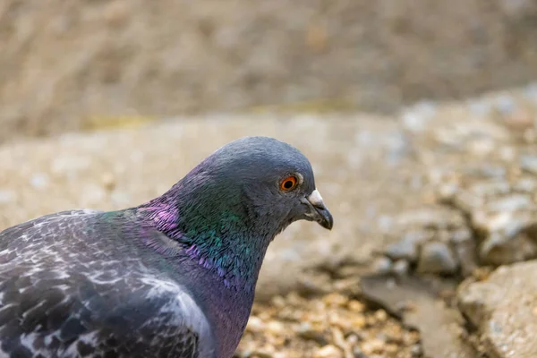 Gros Plan Pigeon Errant Dans Nature — Photo