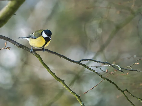 One Greathungry Great Tit Winter Tit Tree Cold Sunny Winter — Stockfoto