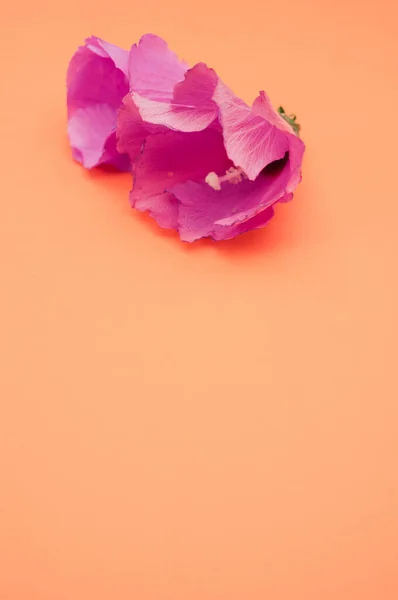 Ένα Κοντινό Πλάνο Από Δύο Βελούδινα Τριαντάφυλλα Απομονωμένα Πορτοκαλί Φόντο — Φωτογραφία Αρχείου