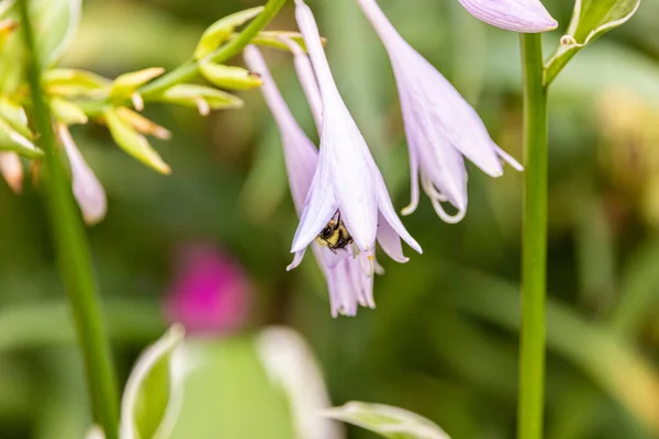 Bahçedeki Pembe Bir Çiçeğin Nektarıyla Beslenen Bir Arının Yakın Plan — Stok fotoğraf