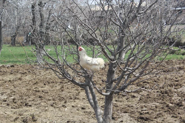 Gros Plan Une Poule Blanche Assise Sur Une Branche Arbre — Photo