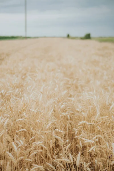 Een Prachtig Uitzicht Een Gouden Tarweveld — Stockfoto