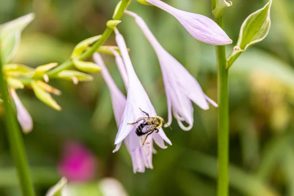 Een Close Shot Van Een Bij Voedend Nectar Van Een — Stockfoto