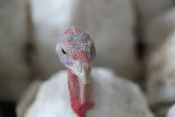 Výběrové Ostření Záběru Krocana — Stock fotografie