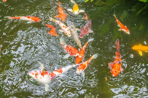 Flerfärgad Koi Karp Fisk Damm Sydostasien — Stockfoto