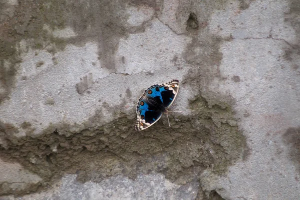 Kayalık Yüzeydeki Güzel Küçük Mavi Benekli Kelebeğe Yakın Çekim — Stok fotoğraf