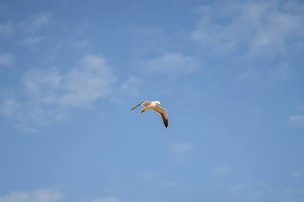 Uma Gaivota Branca Voando Céu Azul Nublado — Fotografia de Stock