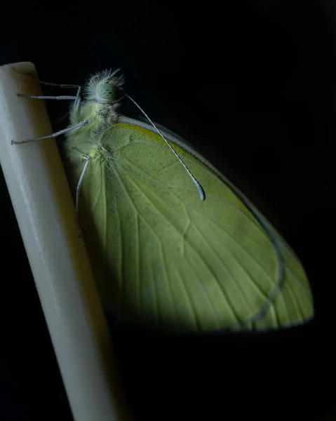 Красивая Зеленая Бабочка Большими Крыльями — стоковое фото