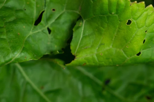 Primo Piano Della Foglia Verde Della Pianta — Foto Stock