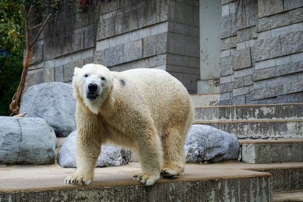 Una Bella Ripresa Orso Polare Bianco Che Guarda Macchina Fotografica — Foto Stock