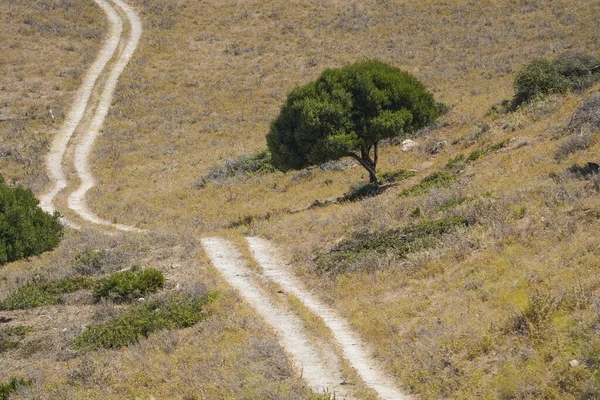 Estrada Terra Sinuosa Através Matagal Mediterrânico Tarifa Espanha — Fotografia de Stock