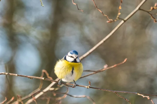 One Blue Tit Tree Winter Cold Sunny Day People — Photo