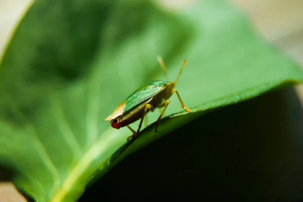 Uno Scatto Macro Insetto Verde Seduto Una Foglia — Foto Stock