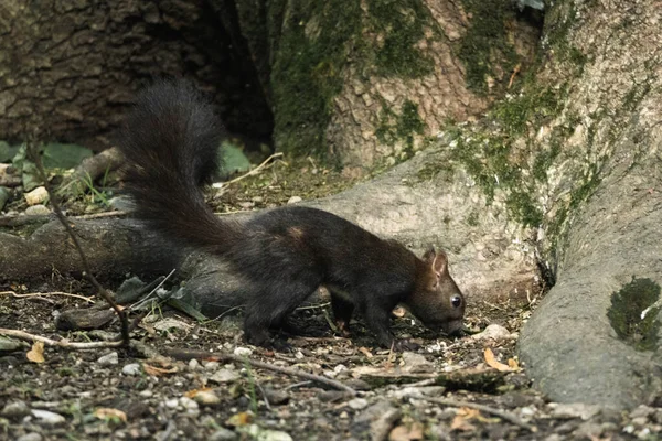 공원의 바닥을 다람쥐 — 스톡 사진