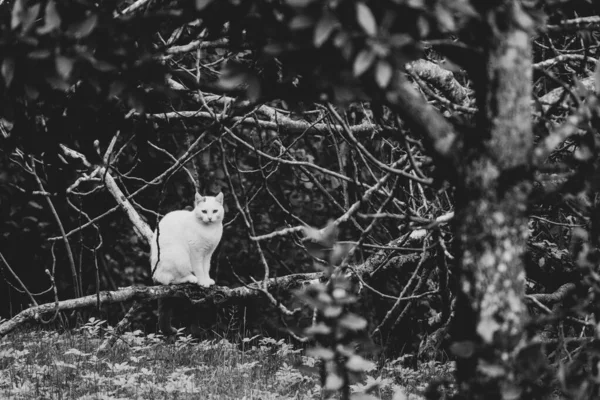 Graustufen Einer Katze Auf Büschen Freien — Stockfoto