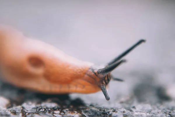 민달팽이의 선택적 — 스톡 사진