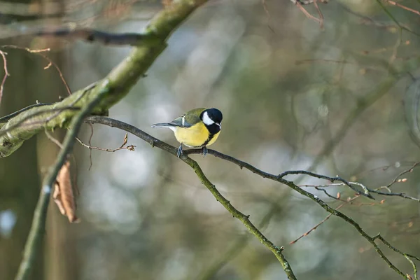 One Greathungry Great Tit Winter Tit Tree Cold Sunny Winter — Zdjęcie stockowe