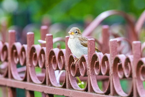 Nahaufnahme Eines Braunen Vogels Der Auf Einem Roten Tor Einem — Stockfoto