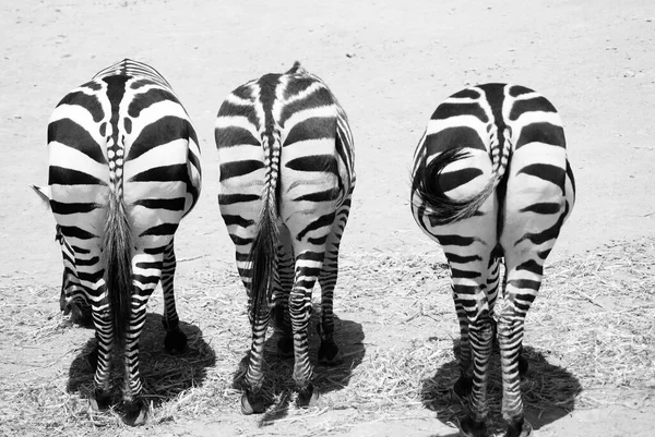 Een Close Shot Van Drie Zebra Grazen Gras Buiten — Stockfoto