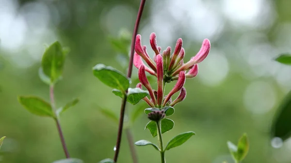 Flores Florescentes Madressilva Perfoliada Fundo Borrado — Fotografia de Stock