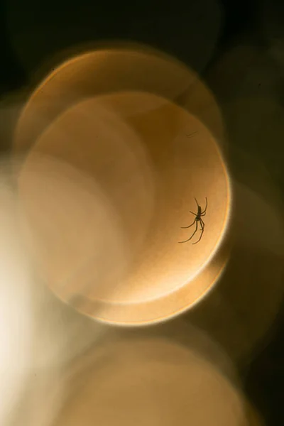 Araña Sentado Web Con Bokeh Fondo — Foto de Stock